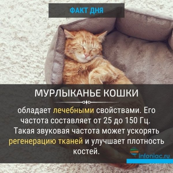 Мурлыканье кошки