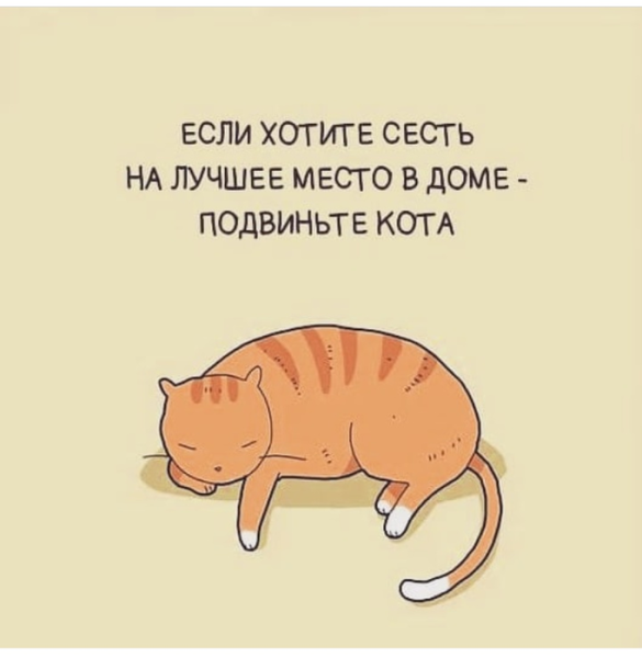 Цитаты про кота