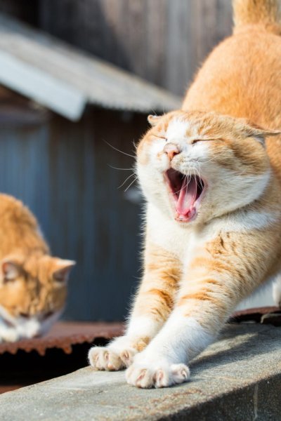 Кот зевает