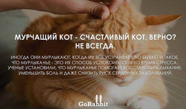 Как коты мурлыкают