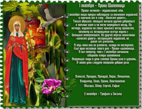 Арина Шиповница 1 октября