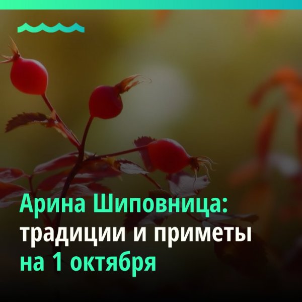 Арина Шиповница 1 октября