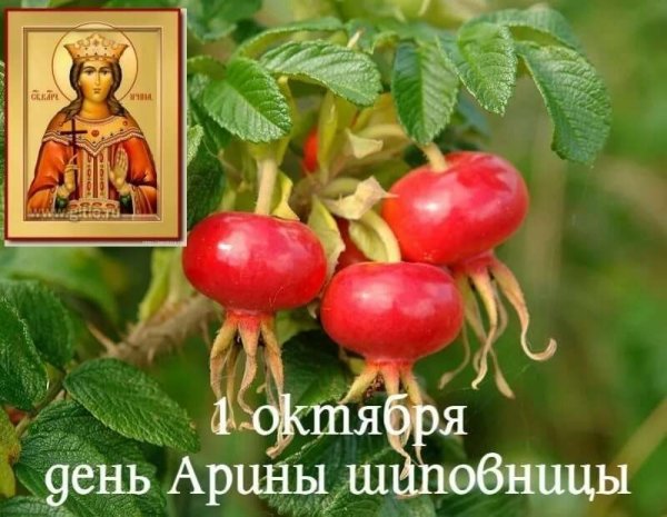 1 Октября - Арина Шиповница, народные праздники
