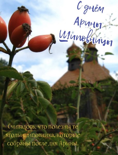 Арина Шиповница 1 октября