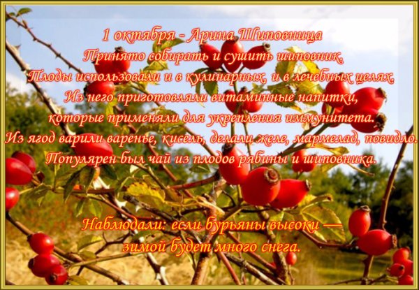 Арина Шиповница 1 октября