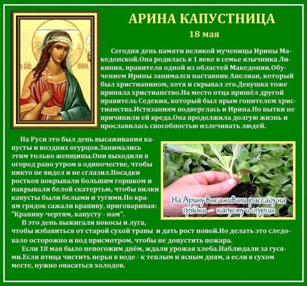 Арина капустница (Рассадница)