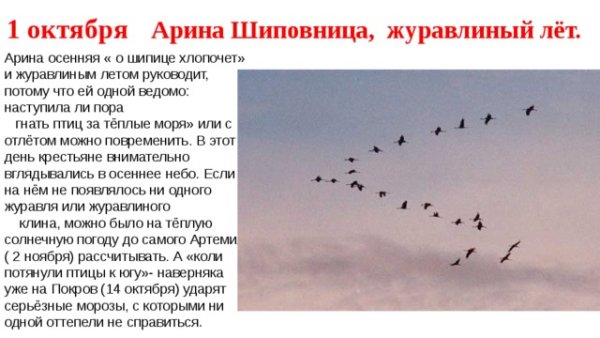 1 Октября – Арина-журавлиный лёт, Арина Шиповница