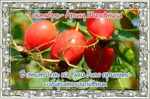 Арина Шиповница праздник