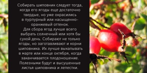 Когда собирать шиповник