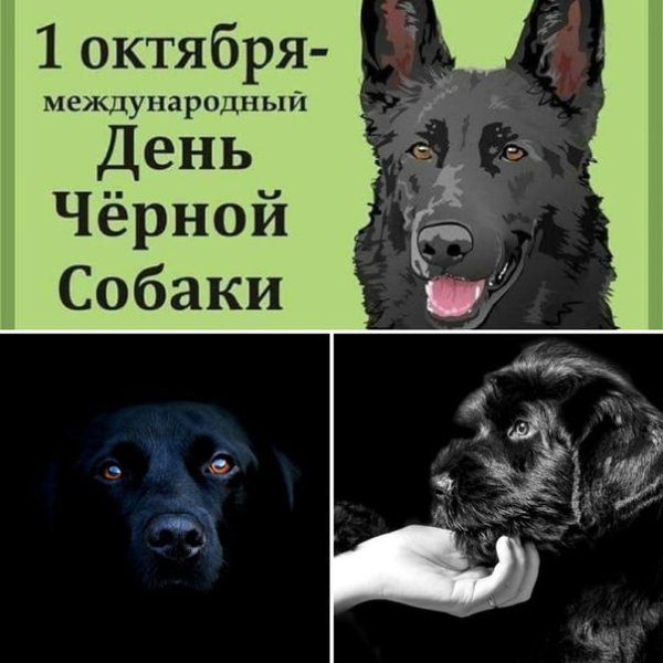 1 Октября Международный день черной собаки