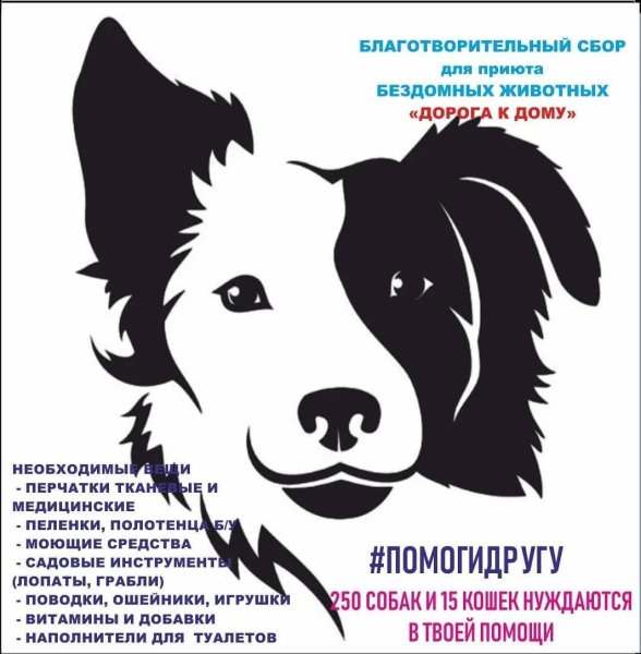 Листовки про бездомных животных