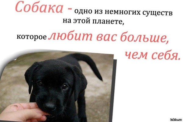 Фразы про собак