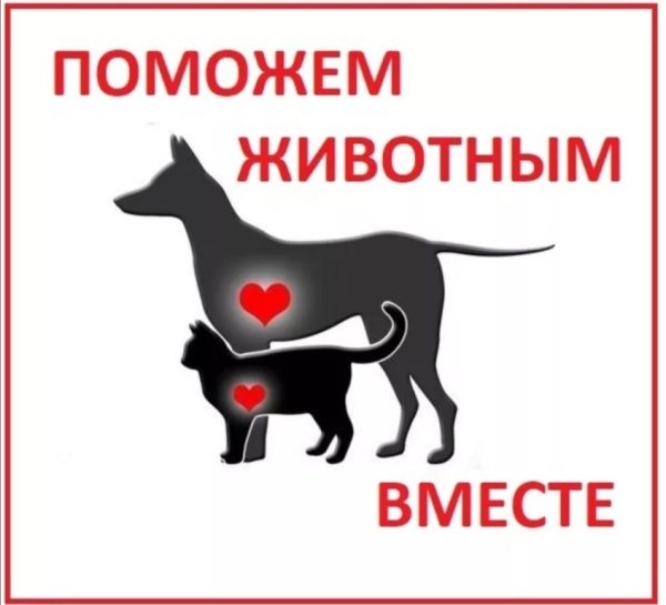 Помощь приюту для животных