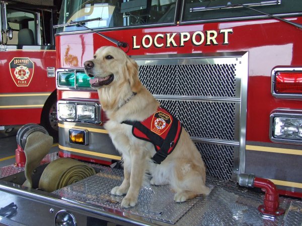 Собака пожарник