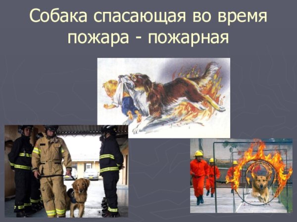 Служебные собаки занятие в подготовительной группе