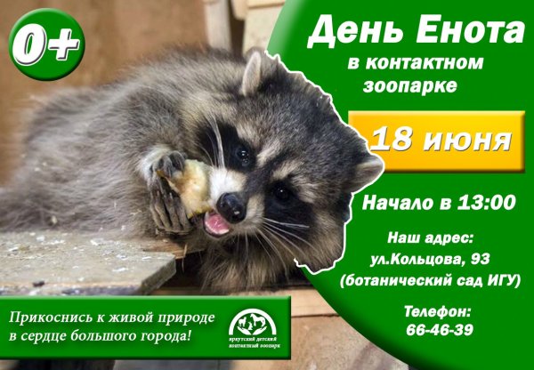 Всемирный день енота