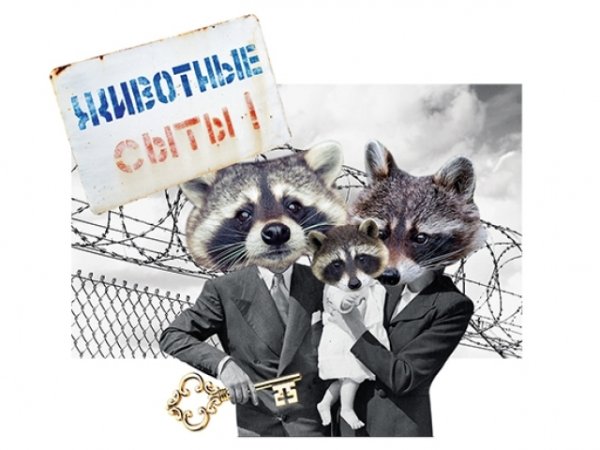 Международный день защиты енотов