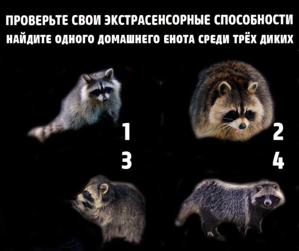 Международный день охраны енотов