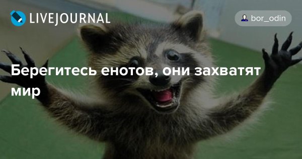 Еноты захватили мир