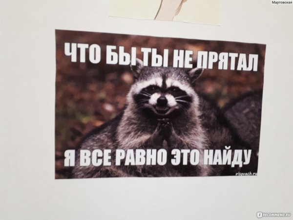 Енот приятного аппетита