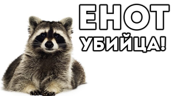 Осторожно еноты