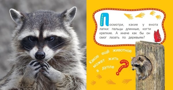 Стихи про енота смешные