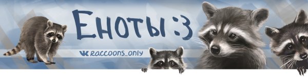 Шапка для канала енот