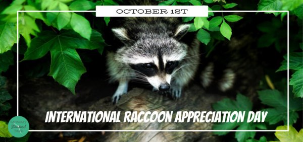 День охраны енотов 1 октября