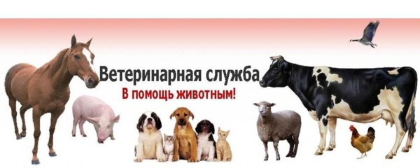 Ветеринарная служба в помощь животным