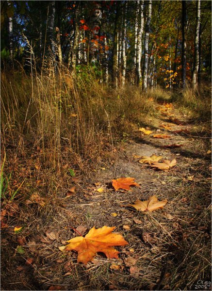 Осенние следы