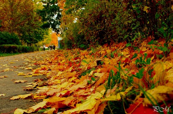 Парк осенний следы
