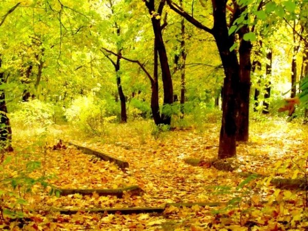 День путанья следов в осеннем парке 2 октября