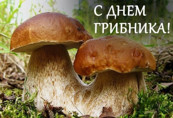 Всемирный день грибника