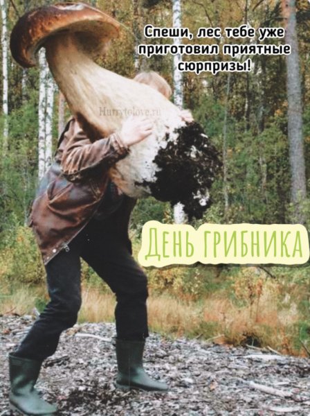 День грибника
