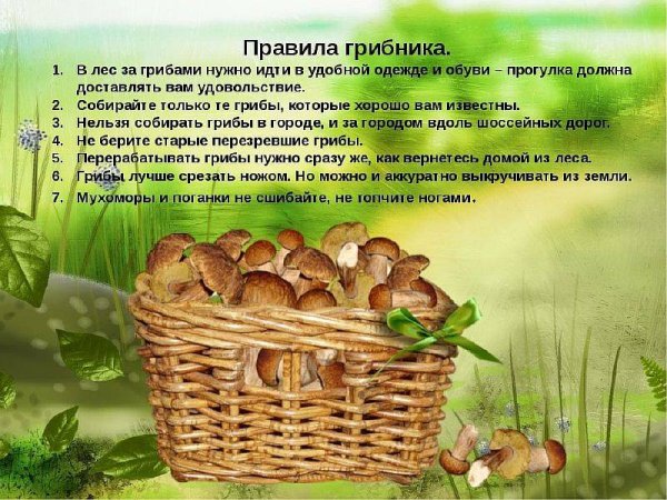 Стихи про собирание грибов