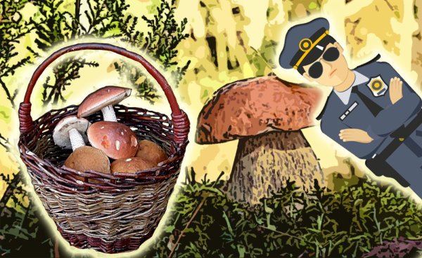 Запрет на сбор грибов и ягод