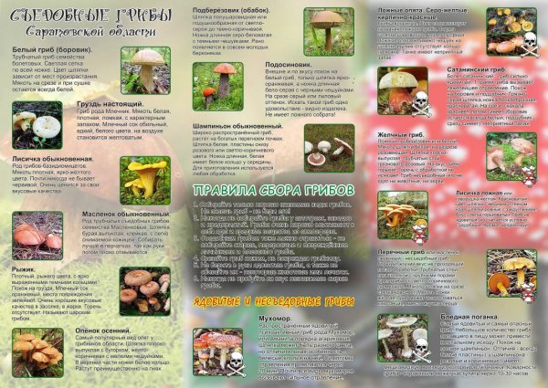 Памятка начинающему грибнику 5 класс