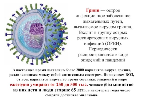 Вирус гриппа и коронавирус
