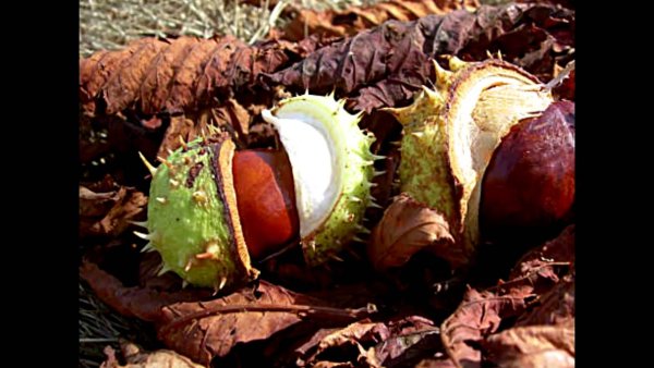 Смешной каштан