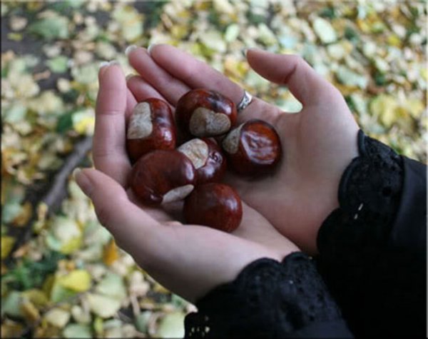 День каштана