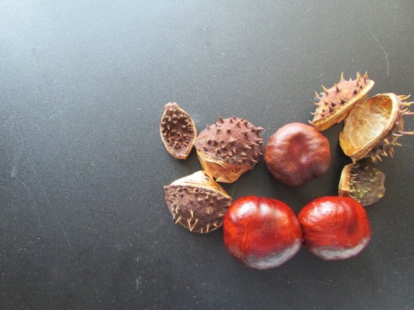 День поиска каштанов 3 октября