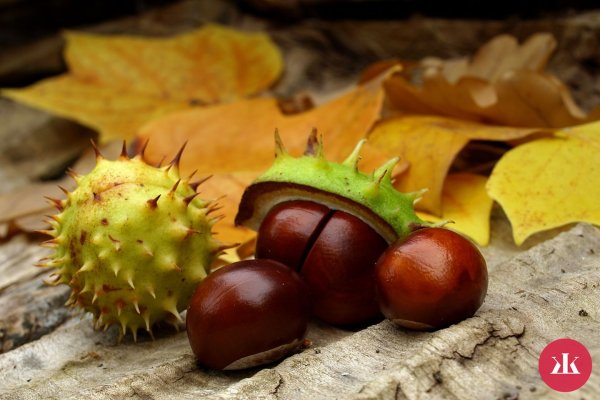 День поиска каштанов