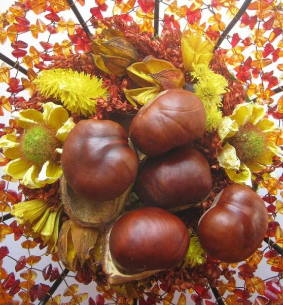 Каштан осенью