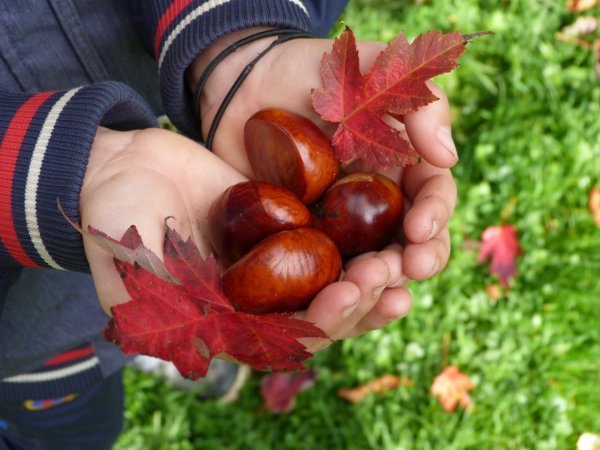Собирать каштаны