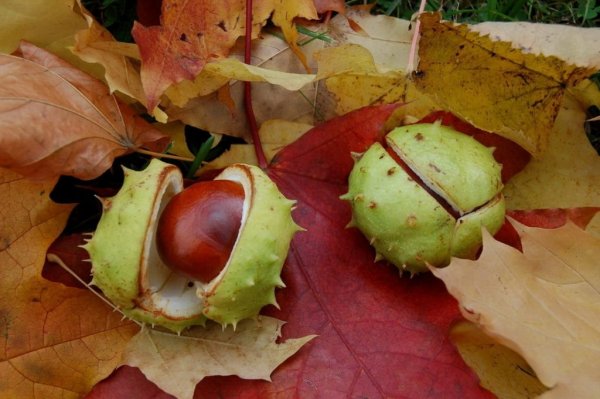 Листья осенних каштанов