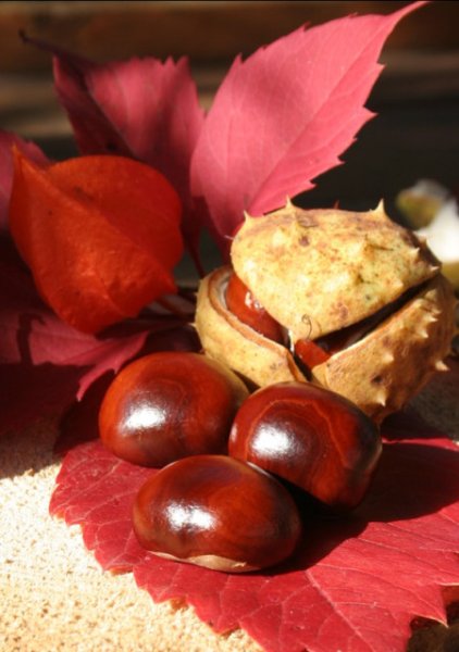 День каштана