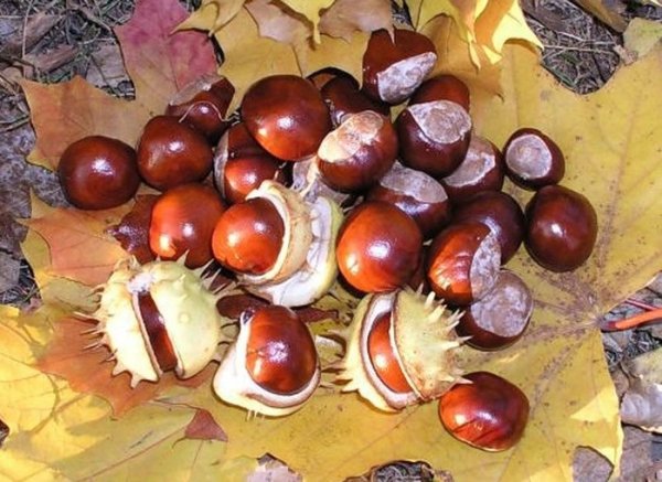 Осенний фестиваль из каштана