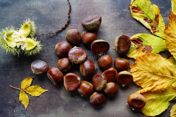 Каштан фото