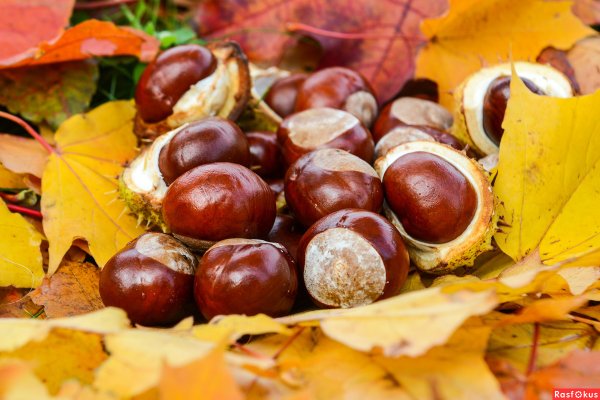 Осенний каштан