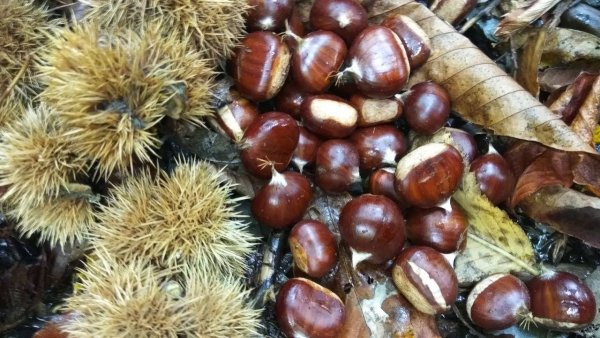 Каштаны в Сочи